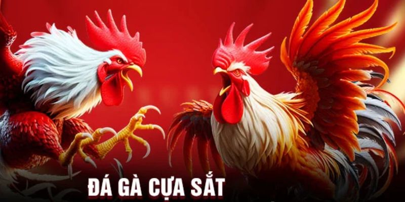 Bí quyết cá cược đá gà cựa sắt từ cao thủ