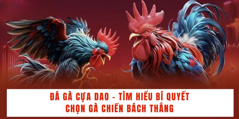 Đá Gà Cựa Dao